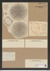 Aulacodiscus scaber Ralfs (de-Toni-Nr.: Genus 182, Species 4516) Zeichnungen Sammlung Grunow Nr. 8102 (NHMW-BOT-W0377442)